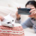 猫に『カメラ』を向けると目をそらす理由5つ　嫌がっているの？上手に撮る…