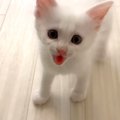 名前を呼ぶとやって来る！兄猫と弟猫の異なる魅力あふれる反応に飼い…