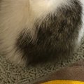 全身ノミだらけで『ガリガリの状態だった赤ちゃん猫』を保護→2日経つと…尊…