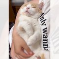 「ゆらゆらするとこうなる…」優しくあやされると眠ってしまう猫ちゃん…