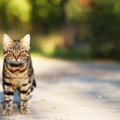 やってない？猫にしちゃダメな６つの飼い方