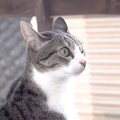 急に降り出した雨の音！猫ちゃんもついイカ耳に