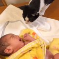 『生まれたばかりの赤ちゃん』がお家にやって来ると…『猫の行動』が素…