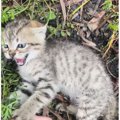 交通量の多い道で『動けなくなっていた子猫』と出会った結果…愛にあふれた…