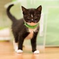 子猫と過ごす『1年間のお世話カレンダー』いつ何をするのがベスト？4…