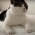 ベッドが遊び場！イタズラが見つかってしまった猫さん