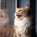 猫の不思議な鳴き方『クラッキング』のワケ3選　どんなときにする？何て言…