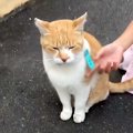 『うちにおいで、こたつあるから』と野良猫に声をかけた結果→５年後に見せ…