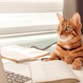 猫がする『まるで人間のような』仕草や行動4選　飼い主のマネをしているの…