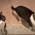 飼い主さんを玄関でお出迎え♪　親子仲良く『おかえりニャン』するスコ…