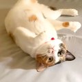 朝起きると、ベッドに爪がひっかかった猫を発見→取ってあげようとしたら……