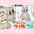 半分アメショのつくねとコナン【第108話】 「むっちりボディ」