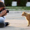 猫の写真の撮り方コツや注意点