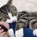 流血することもある痛い「猫キック」　けりけりしてくる心理3選とやめ…