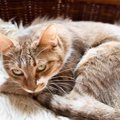 猫から飼い主への『ごめんねサイン』5つ