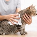 愛猫のケアに役立つ『シャンプータオル』常備しておくと助かる4つのシ…