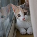 きょうだいは猫白血病で死亡。ウイルスのキャリア？でも、大切な子