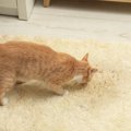猫が『新しい敷物』に夢中になる理由4つ　上に乗りたがる心理や目的も…