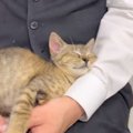 『ホテルに迎えられた元野良猫』が環境に慣れていった結果…『可愛すぎ…