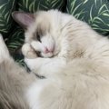 猫が眠るときに『手で顔を覆う』３つの理由