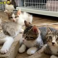 2匹目の猫ちゃんをお迎え♪迷った末に決めたのは…？