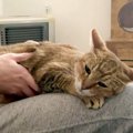 飼い主さんの膝の上で完全にくつろぐ猫→ぜんぜん動こうとしない姿がたまら…