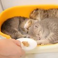 寝ている子猫に『ご飯だよ』と言った結果…リアクションに"悶絶必…