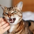 猫を『超絶不機嫌』にするNG行為4つ！機嫌をなおしてもらうためには？