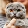 猫とフクロウ違う生き物だけど、何だか似てない？９つの共通点