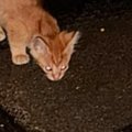 濡れた地面を必死に舐めていた、『ひとりぼっちの子猫』と出会った結果…涙…
