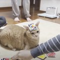 深夜1時に『カードゲーム大会』を家族でしていたら、猫が…平和すぎる…