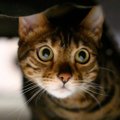 猫がビクビク『臆病な性格』に育つ3つの原因　怖がりな子と暮らすうえでの…