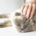 猫の深刻なトラブルに繋がる飼い主の『甘やかし行動』3つ