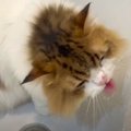 バスルームで水遊び！浴槽がお気に入りの猫くん♡