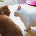 喧嘩したり仲良くなったり♪不思議で可愛い猫さんたち！