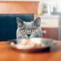 どっちが先？飼い主と猫、食事の順番について