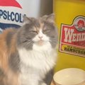 動物病院で肥満だと言われて…猫のごはんを減らした結果→予想外の行動に笑…