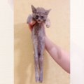 横倒しで収容されていた『手足が動かない子猫』を保護したら…驚くべき…