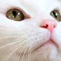 猫の『鼻の色』が変化するのはなぜ？考えられる原因3選　正常な変化や病気…