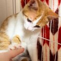 人馴れ訓練中の保護猫→そっと触ろうとしたら…まさかの『拒否の仕方』…