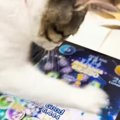 猫にツムツムをやらせてみたら…想像をはるかに超えてくる『驚愕の天才プレ…