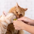 猫の『テンションを上げる』3つのもの　気分が高まる理由や取り入れるメリ…