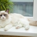 思わず撫でたくなる！モフモフな猫種10選