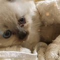 ぱやぱや毛の小さな子猫が保護されて…５年が経った結果→『驚愕のビフォー…