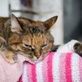 愛猫の『肉球』に起きる健康トラブル6選　肉球に“角”が生えることも？