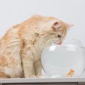 猫と同居させるのは向かない『相性が悪い動物』5種　避けるべき理由や起こ…