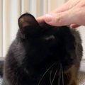 ネコのことを撫でていたら、『犬』が…飼い主さんの真似をする『まさか…