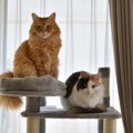 『大型の猫と小型の猫』で異なる3つのポイント　性格や成長スピードの違い…