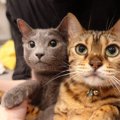 先住猫がいるおうちで保護猫を迎えたら…我が家の愛猫たちが家族になる…