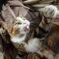 猫が見せる『異常行動』５つ！放っておくと大変なことに…